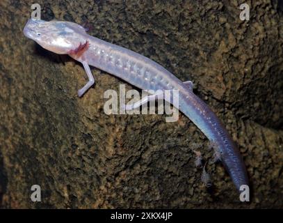 Texas Blind Cave Salamander Stockfoto