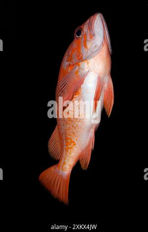 Copper Rockfish - schwimmt zur Oberfläche. Stockfoto