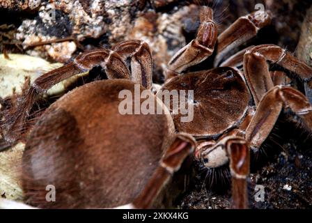 Riese/Goliath-Tarantula/vogelfressende SPINNE Stockfoto