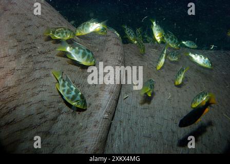 Flusspferde unter Wasser mit Cichlidenfischfütterung Stockfoto