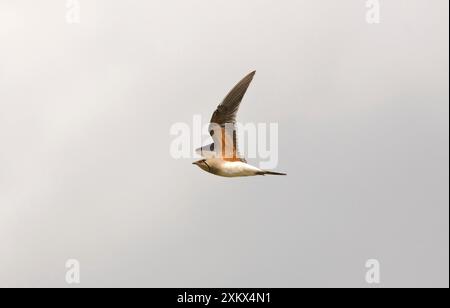 Pratincole mit Kragen - im Flug unter dem Flügel Stockfoto