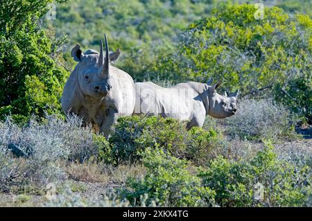 Schwarzes Nashorn - Mutter mit Kalb Stockfoto