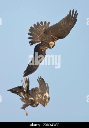 Marsh Harrier – im Flugkampf Stockfoto