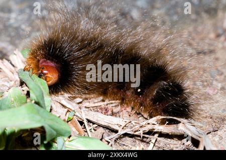 Wollbär - raupe, die sich von Gräsern ernährt Stockfoto