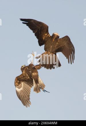 Marsh Harrier – im Flugkampf Stockfoto