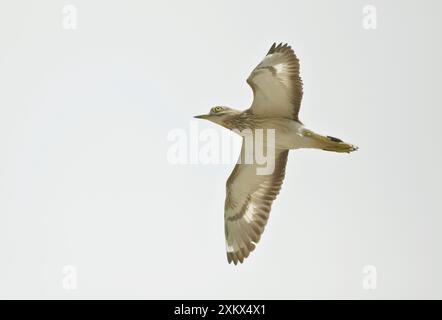 Stone Curlew – im Flug Stockfoto