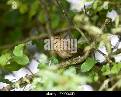 Europäischer Robin - Jugendlicher, der in Hecke sitzt Stockfoto