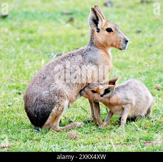 Patagonisches Mara - Mutter, die Jugendliche pflegt Stockfoto