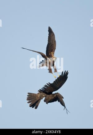 Marsh Harrier – im Flugkampf Stockfoto