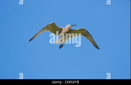 Eurasian Curlew - Erwachsener im Flug Stockfoto