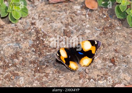 Yellow Stiefmütterchen - männlicher Schmetterling, der sich in der Sonne sonnt Stockfoto