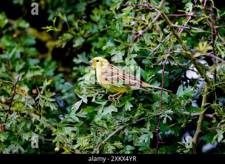 Yellowhammer - männlich in der Hecke Stockfoto