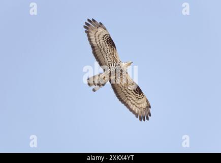 Honigbussard - Erwachsener im Flug auf der Migration Stockfoto