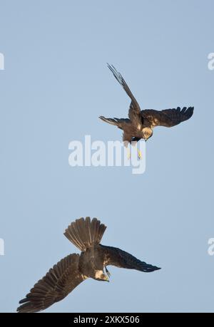 Marsh Harrier – im Flugkampf Stockfoto