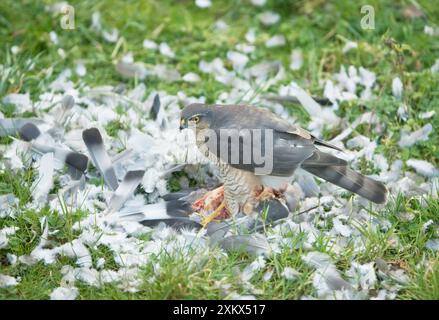 Sparrowhawk - Weibchen, das eine Holztaube ernährt Stockfoto