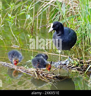 Coot - mit frisch geschlüpften Küken Stockfoto