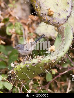 Sardischer Warbler - Weibchen auf Feigenkraut Stockfoto