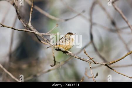 Zitting Cisticola / gesträhnte Fantail Warbler - hochstehend Stockfoto