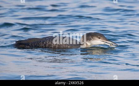 Great Northern Diver - Jungtiere Stockfoto