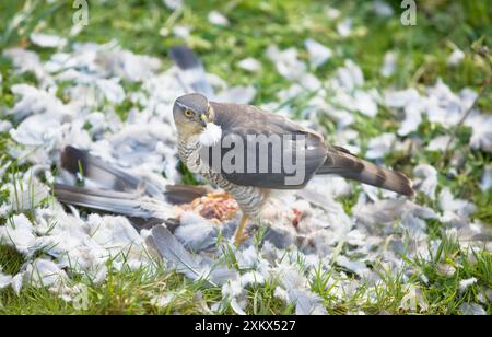 Sparrowhawk - Weibchen, das eine Holztaube ernährt Stockfoto