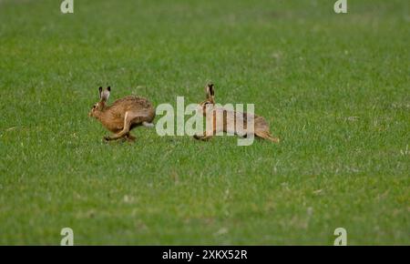 Braunhase – männlich jagd weiblich (Lepus capensis). In Oxfordshire, Großbritannien Februar. Stockfoto