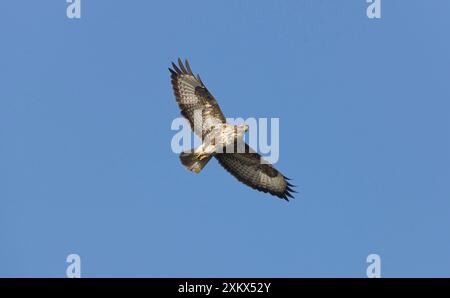 Gemeiner Bussard - bei der Flugjagd über Felder Stockfoto