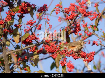 Rotflügel – auf Zweigen, die rote Beeren essen Stockfoto