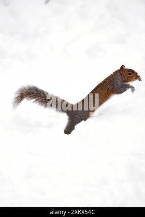 Graues Eichhörnchen auf der Suche nach Nahrung im Schnee Stockfoto