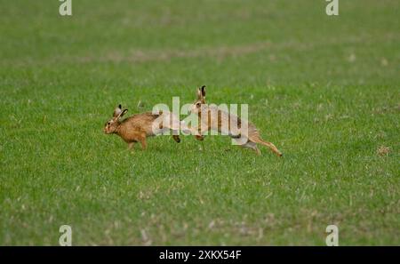 Männlicher Braunhase jagt weiblich (Lepus capensis). In Oxfordshire Februar. Stockfoto