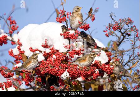 Rotschwingen auf einem Zweig, bedeckt mit roten Beeren und Schnee Stockfoto