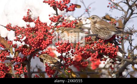 Feldarbeit und Rotschwingen (Turdus iliacus) hockten Stockfoto