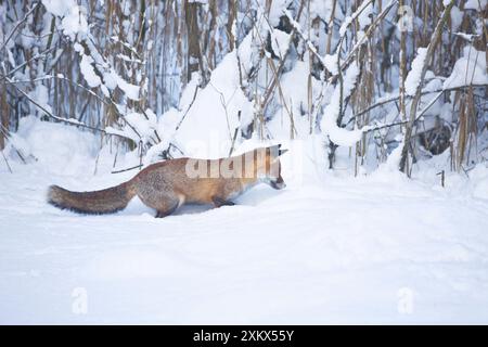 Rotfuchs hört auf Bewegung und ist bereit, sich zu stürzen Stockfoto