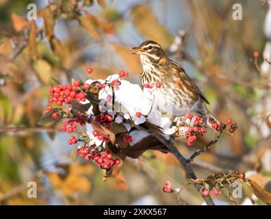 Rotschwingen auf einem Zweig, bedeckt mit roten Beeren und Schnee Stockfoto