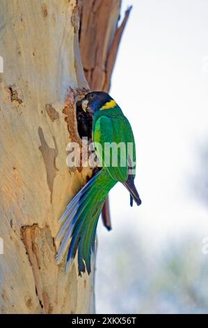 Australian Ringneck / Port Lincoln Parrot - AT Stockfoto