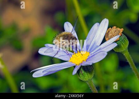 Bee Fly - Fütterung von Nektar von Gänseblümchen. Stockfoto