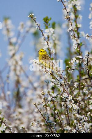 Yellowhammer - Erwachsener männlich Stockfoto