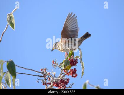 Rotschwingen auf einem Zweig, bedeckt mit roten Beeren und Schnee Stockfoto