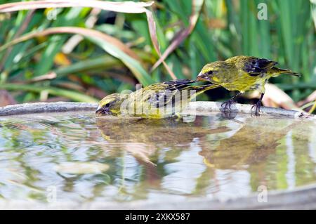 Schwefel / Bully Kanarienvogel - trinken beim Vogelbad. Stockfoto