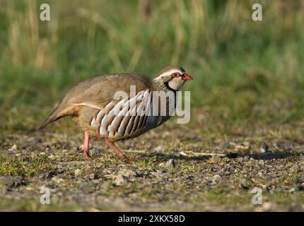 Rotbeiniger Rebhühner - in der frühen Morgensonne Stockfoto