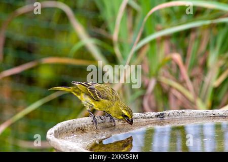 Schwefel / Bully Kanarienvogel - trinken beim Vogelbad Stockfoto