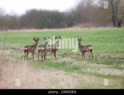 Rehe - 3 junge Bucks und junge Weibchen auf dem Feld Stockfoto