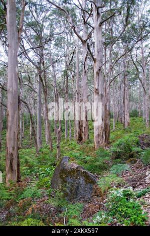 Karri-Wald, die dritthöchste Baumart Stockfoto