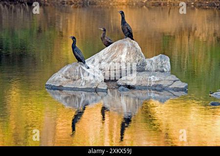 Kleine Schwarze Kormorane - ruht in exponierten Felsen im Fluss. Stockfoto