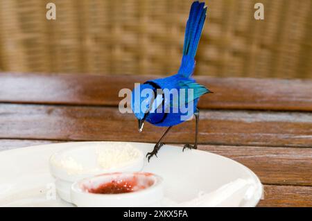 Splendid Fairy-Wren – männliche Fütterung an Marmelade im Restaurant Stockfoto