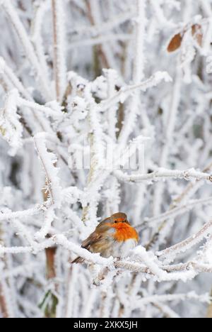 Robin bei sehr kaltem, frostigem Wetter, minus 5 Stockfoto