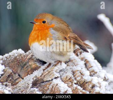 Robin bei sehr kaltem, frostigem Wetter, minus 5 Stockfoto