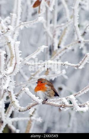 Robin bei sehr kaltem, frostigem Wetter, minus 5 Stockfoto