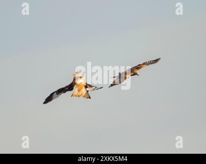 Red Kites - Kampf am Himmel Stockfoto