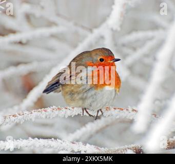 Robin bei sehr kaltem, frostigem Wetter, minus 5 Stockfoto