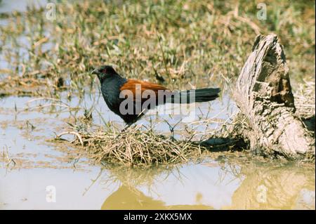 Größere Coucal/Krähenfasan Stockfoto